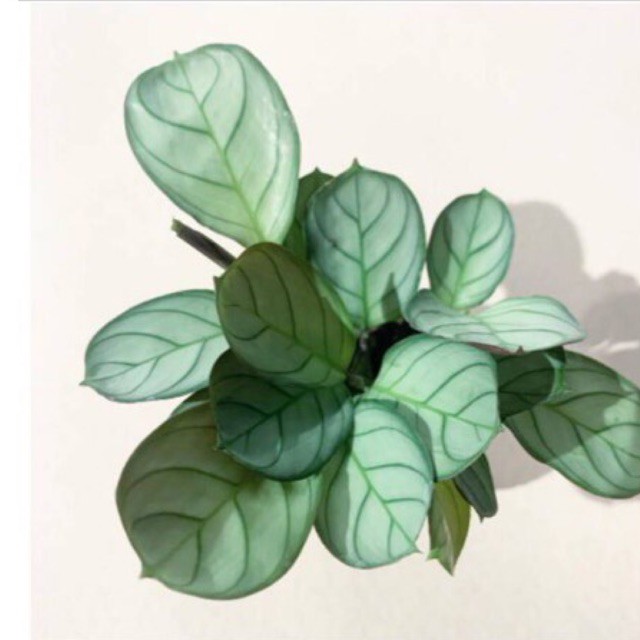 tanaman hias calathea ctenante sentosa grey star/ calatea bintang