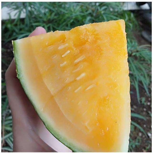 

Semangka kuning|buah semangka|semangka emas|buah segar|buah segar bandung|nuri fruits