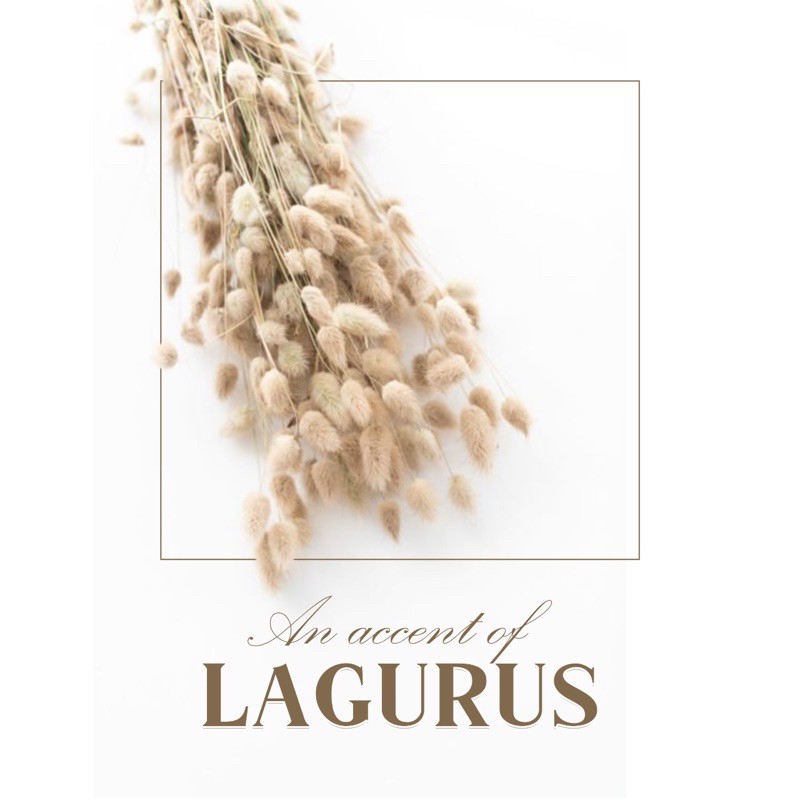 Lagurus Dried Flower