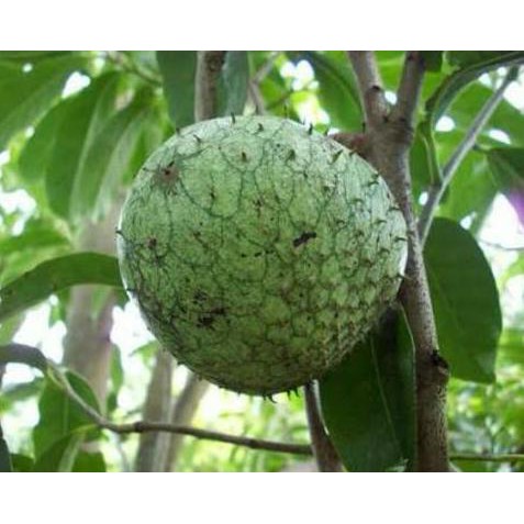 Asli Bibit Buah Sirsak Kuning Kd1