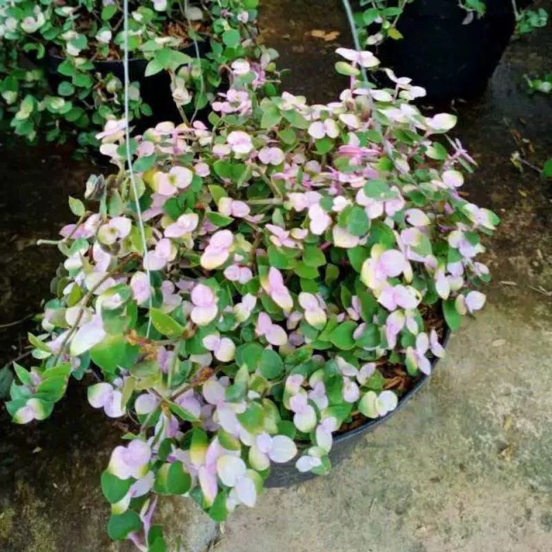 tanaman gantung kribo varigatha rimbun