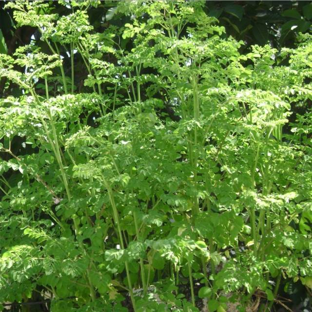 

Daun Kelor Segar 500 Grm Petik Dadakan