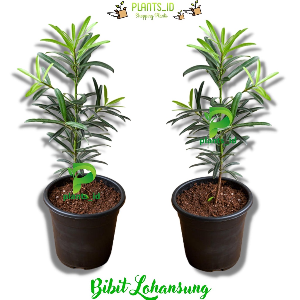 bibit lohansung mawar pohon antik Bibit lohansung varian mawar benih lohansung Lohansung Mawar Bibit