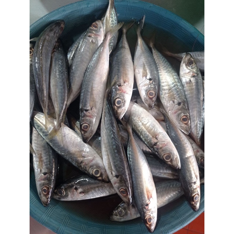 

Ikan Dencis Biasa