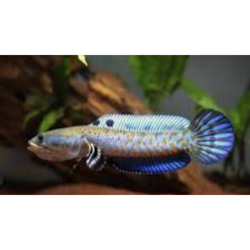 Channa Pulchra