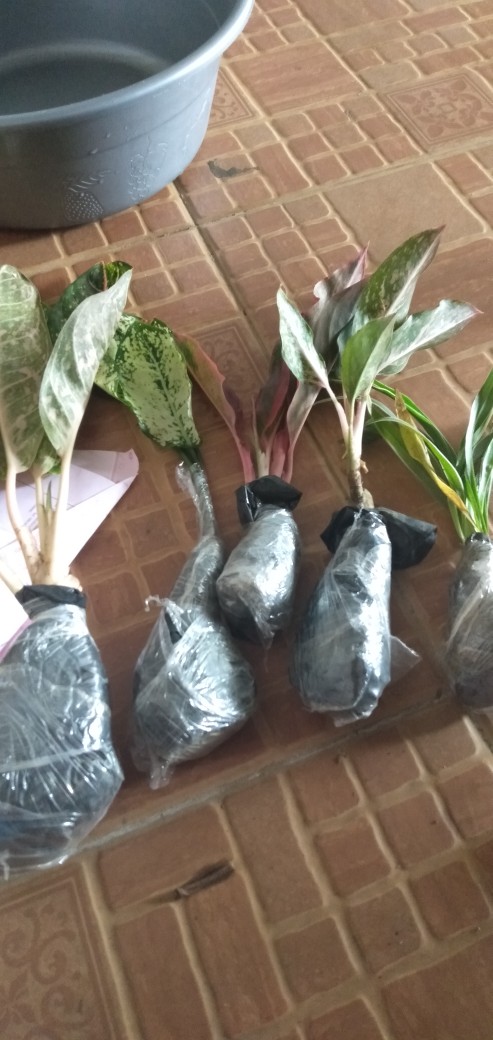Tanaman Hias Aglonema Lipstik Siam Aurora