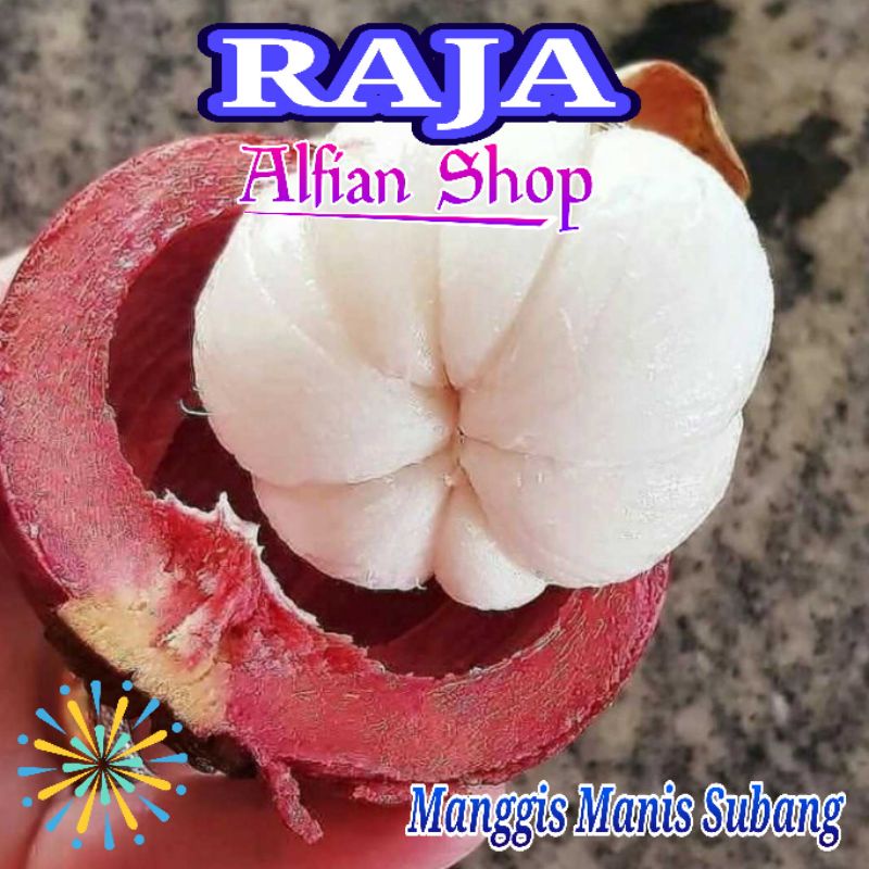 

Buah Manggis Manis Segar 1 Kg