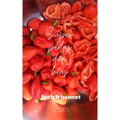 Benih Biji Cabe scotch bonnet-cabe import super pedas dan hias