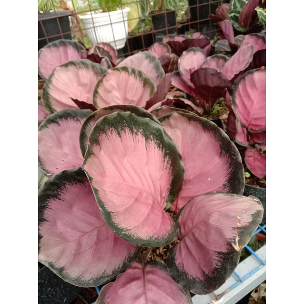 tanaman hias calathea Crimson pink rimbun