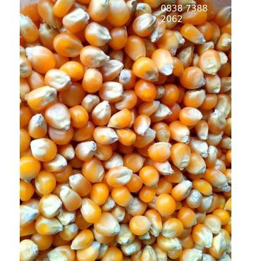 

>1kg Jagung Popcorn Mushroom Jumbo Mushroom Popcorn Bulat Jamur Sed4ng Diskon,,<