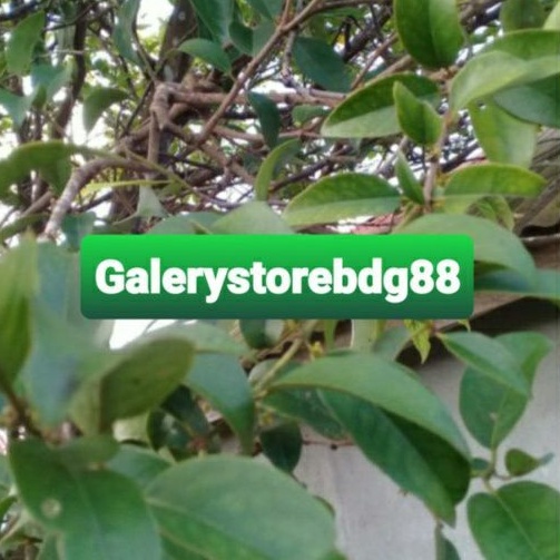 Benalu jeruk bali segar 1 kg / benalu pohon jeruk bali
