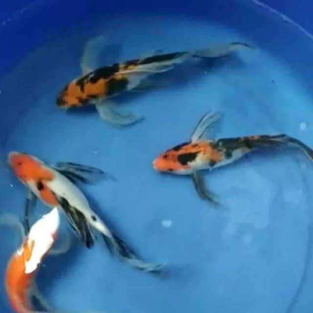  Koi  butterfly koi  slayer koi kumpai  warna size 18 cm sd 22 