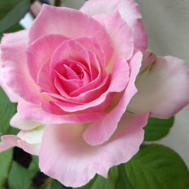 toboalibangkaselatan