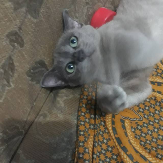 Kucing rusian blue non ped betina sehat gembul
