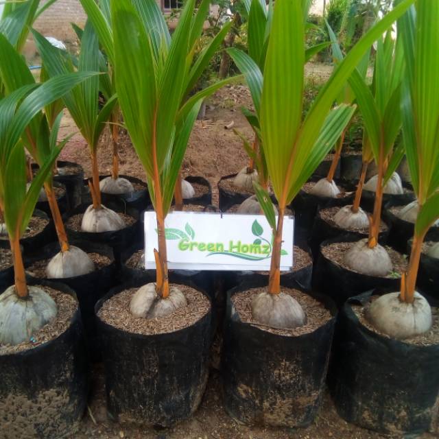 Bibit kelapa gading orange