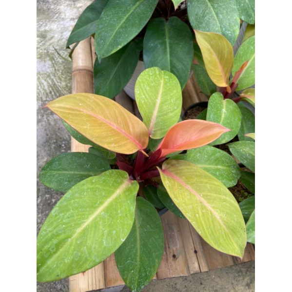 Tanaman Phillodendron Prince of Orange / Phillo Orange Juice