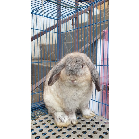 Kelinci Holland Lop Indukan Jantan Chinchilla