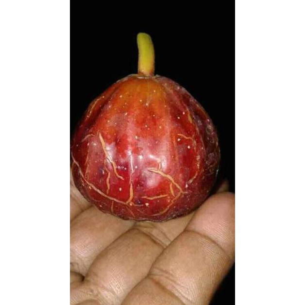 Cler Bibit Buah Tin Salscorleon Fc