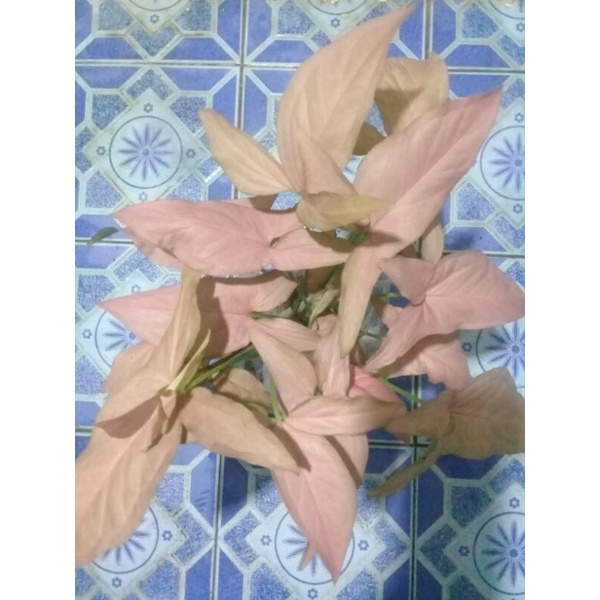 syngonium neon/pink robusta.singonium