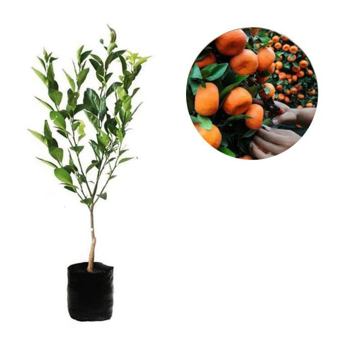 Bibit Buah Jeruk Santang Madu Murah#