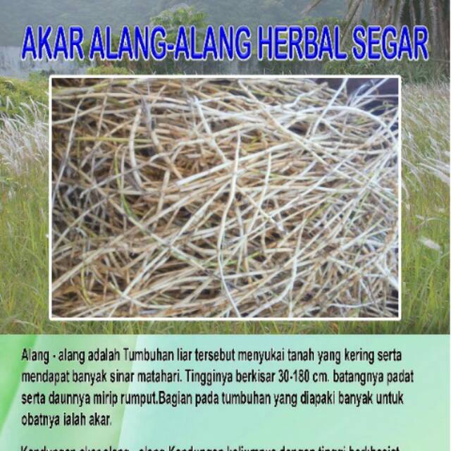 

250 gram Akar Alang-alang Herbal Segar