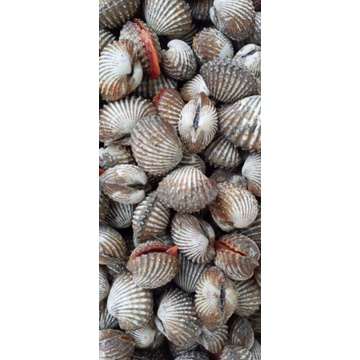 

Kerang dara frozen 1kg