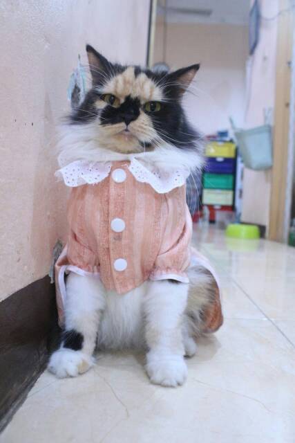 Baju kucing cream lucu untuk kucing dan anjing / baju kucing murah size S-XL