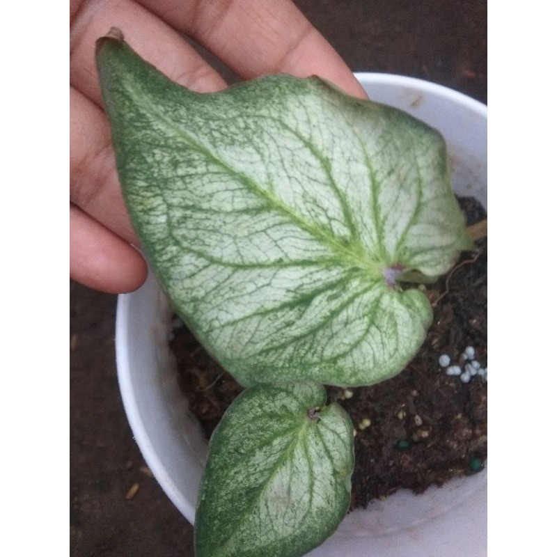 Caladium Keladi White Bone