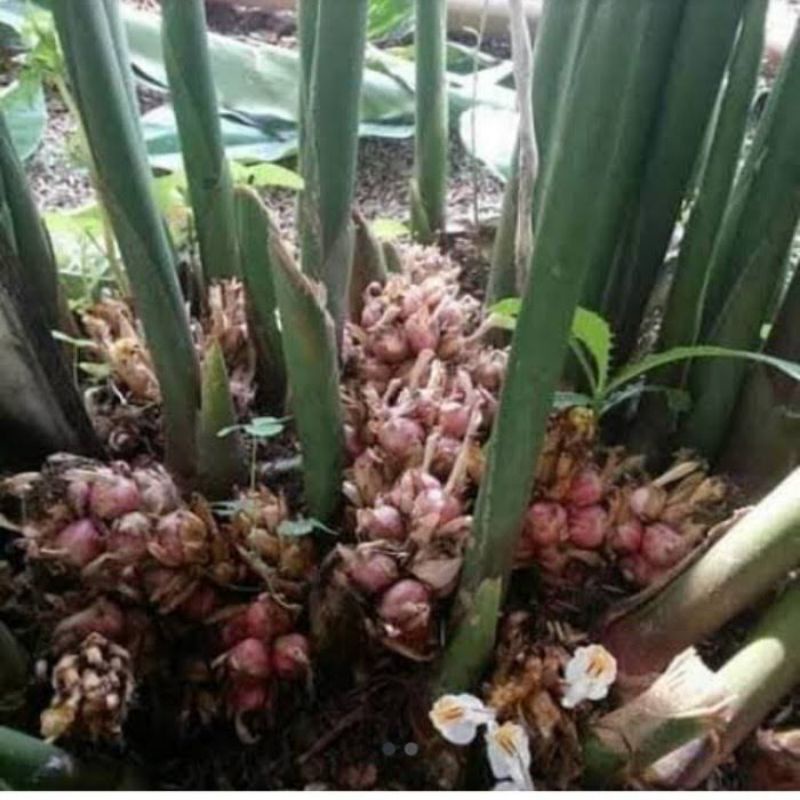 

KAPULAGA BASAH/AROMA TERAPI MINYAK TELON FRESH 500GR