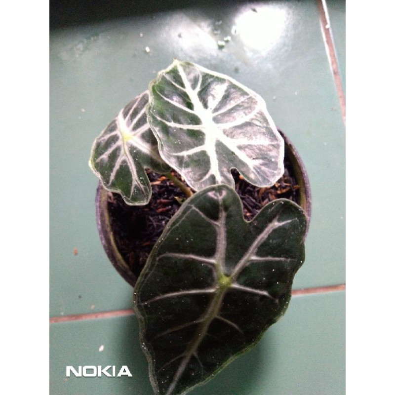 Alokasia Parasol