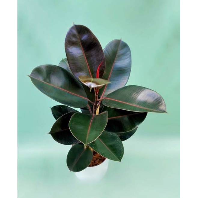 tanaman hias ficus elastica burgundy - karet kebo burgundy IMPORT