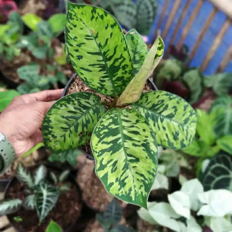 Tanaman hias Aglonema Karet Army - pohon aglonema karet/army