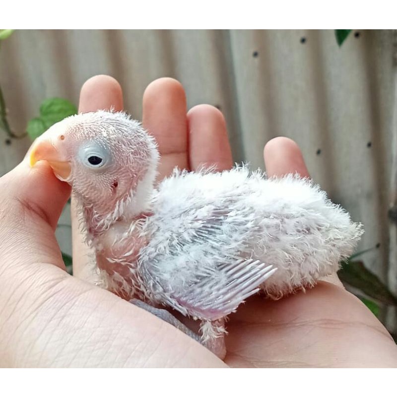 Lolohan burung Lovebird untuk dijinakin