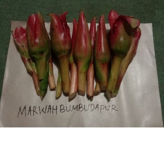 

KECOMBRANG LUWUNG 500gram