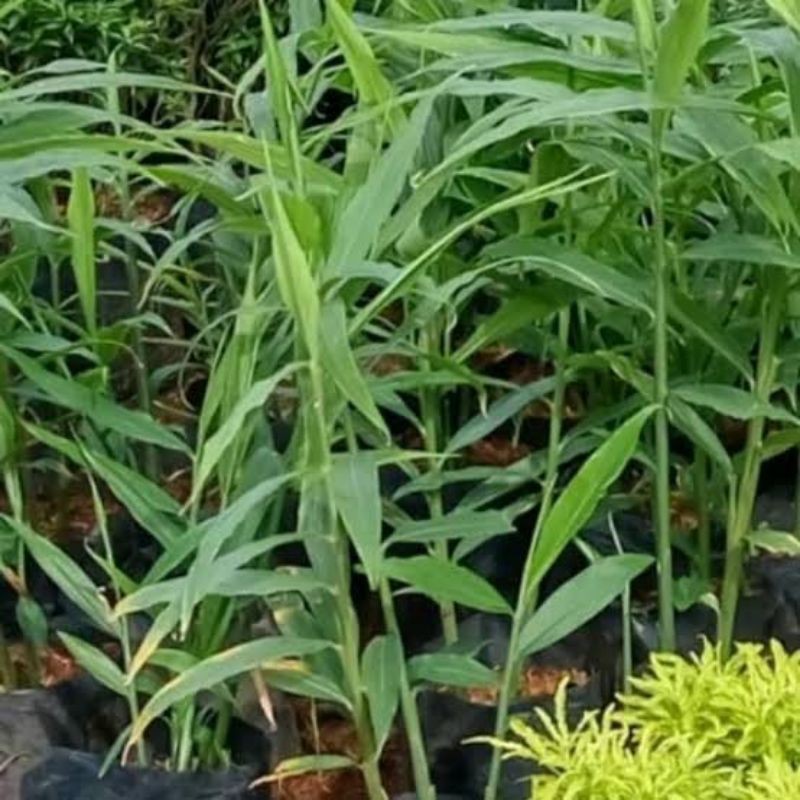 bibit umbi jahe merah super unggul