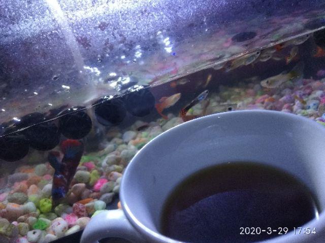 Molto All-in-1 1x Bilas 1600 Ml