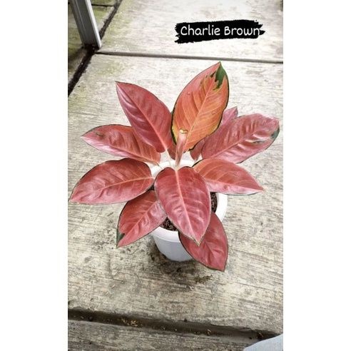 aglonema charlie brown