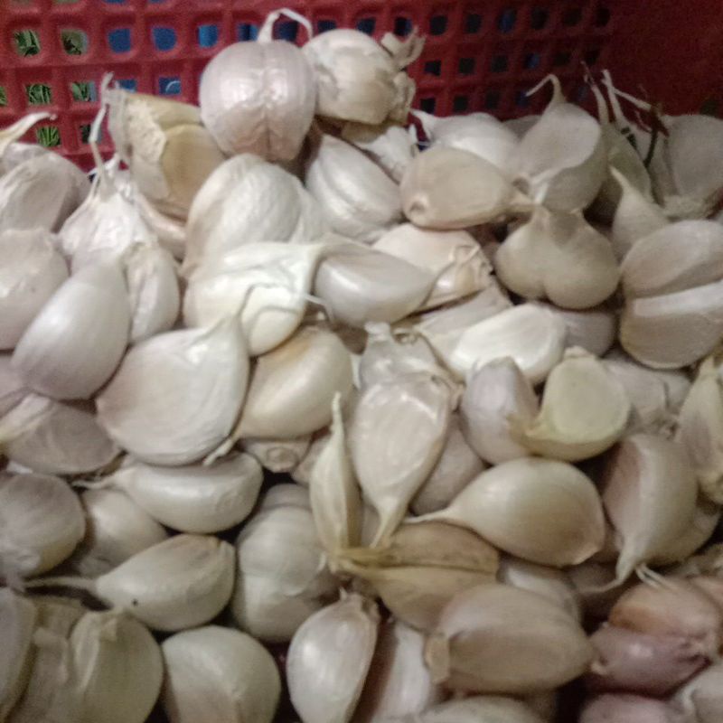 

bawang putih kating500g