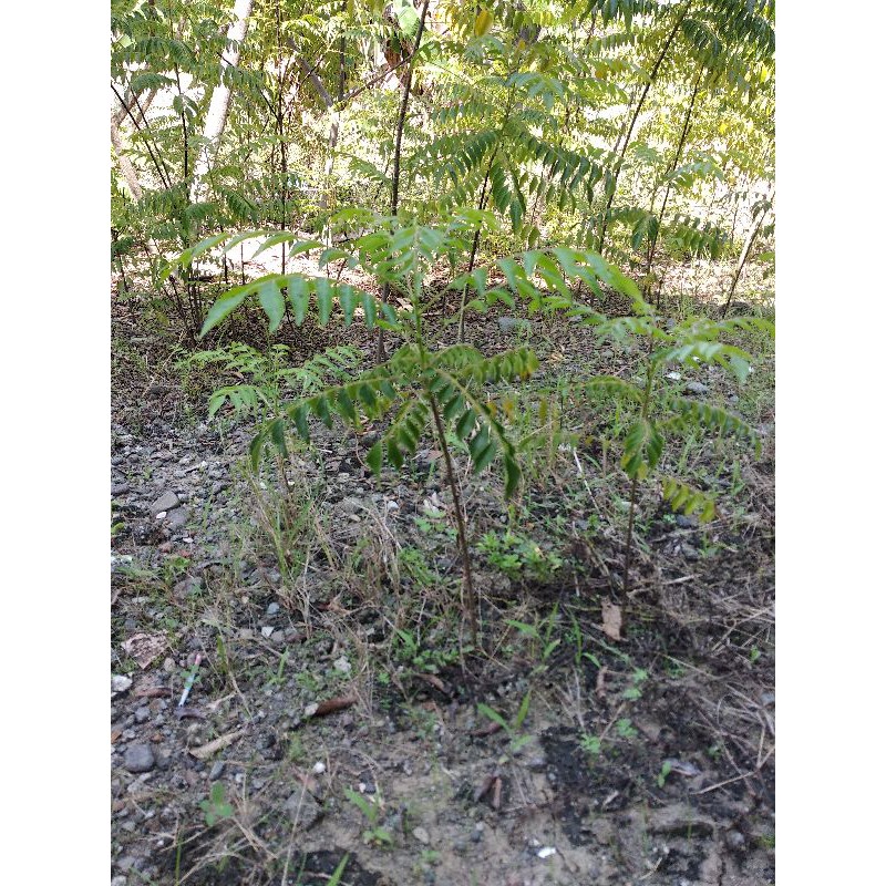 

bibit daun kari
