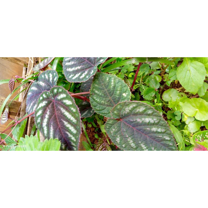 

daun sirih keraton segar 100gram