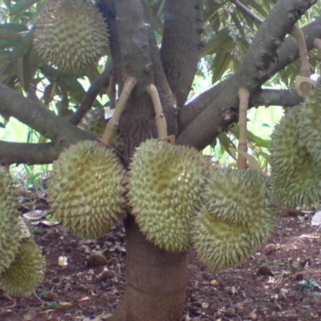Bibit durian montong hijau super