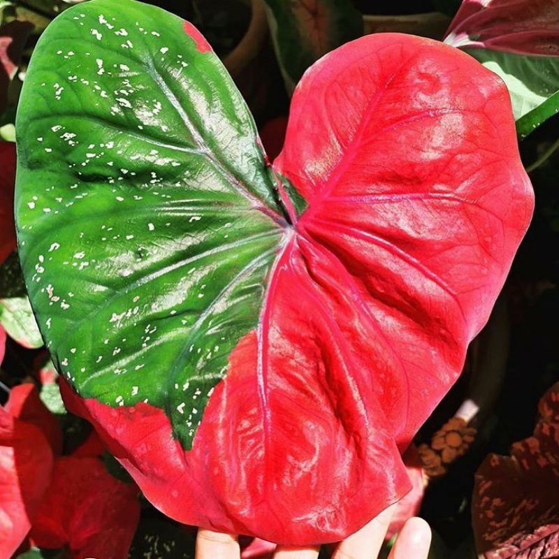 Caladium baret / keladi baret