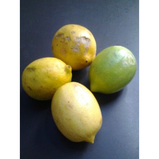 

Jeruk Lemon Lokal 250 gram