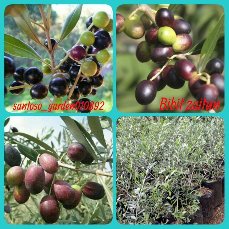 Bibit zaitun