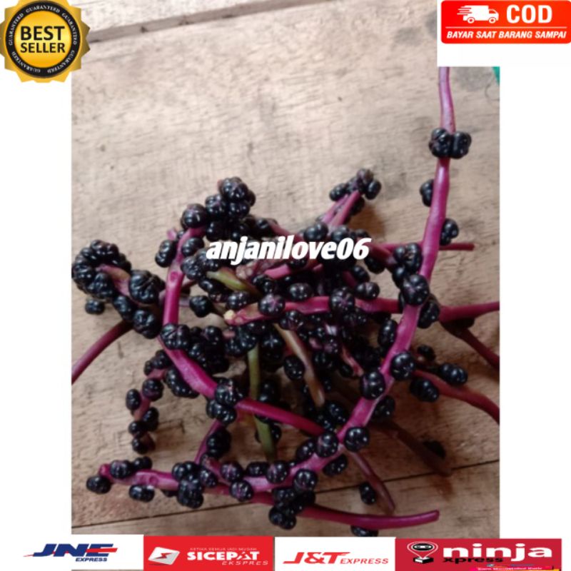 

PAKET HEMAT BUAH ANGKUNG FRES/ BUAH BINAHONG 800 BIJI