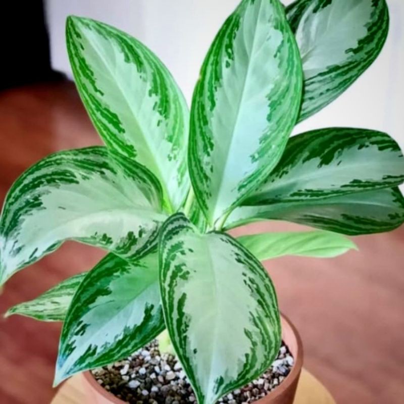 AGLAONEMA SRI REZEKI SILVER