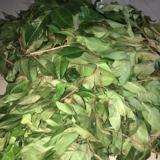 

Daun Salam 100gr, 150gr, 250gr, 500gr dan 1 kg Kering (Bay Leaves)