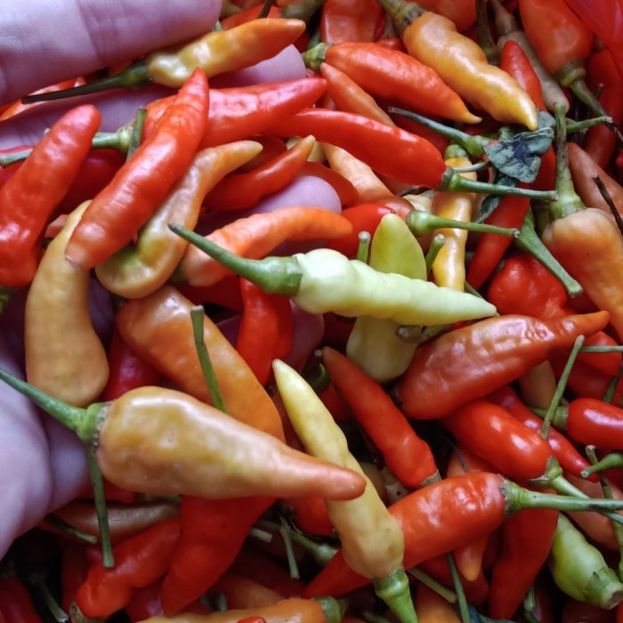 

Fe01Gg Cabe Rawit Merah Jablay Setan Galak 1 Kg - Tidak Petik F30E1F111