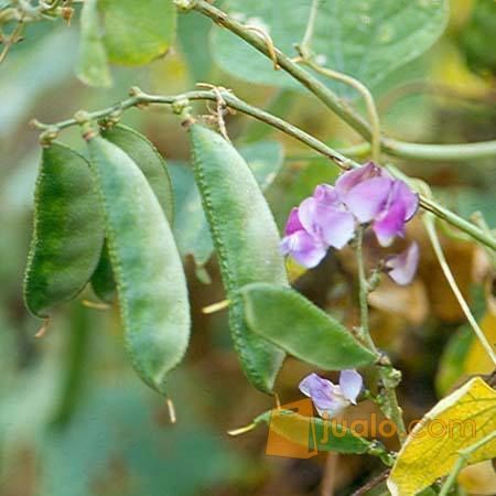 BENIH KACANG KORO BIBIT SAYURAN UNGGUL