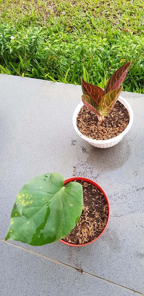 Pohon Mostera | Tanaman Hias Mostera